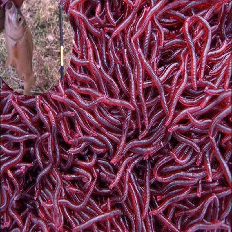 Bộ 50 mồi câu cá giả hình giun hỗ trợ thu hút cá hiệu quả