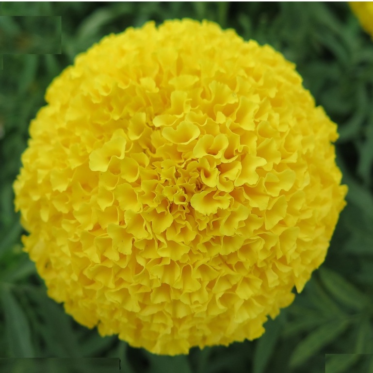 Hạt giống hoa Vạn Thọ vàng chanh Lở F1 - 30 hạt -