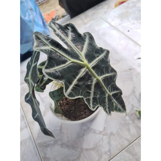 Môn Quan Âm (Alocasia amazonica)