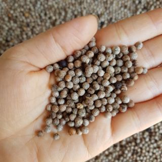 Hạt Tiêu Sọ DakLak - 1KG