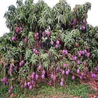 Cây Xoài Thái Tím