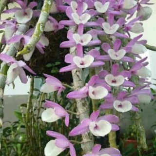 Phong lan hoàng thảo vôi