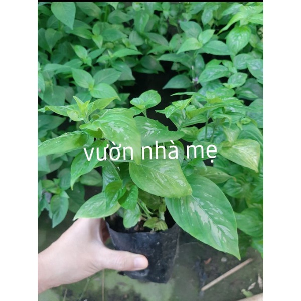 Cây giống lá cẩm tím vườn