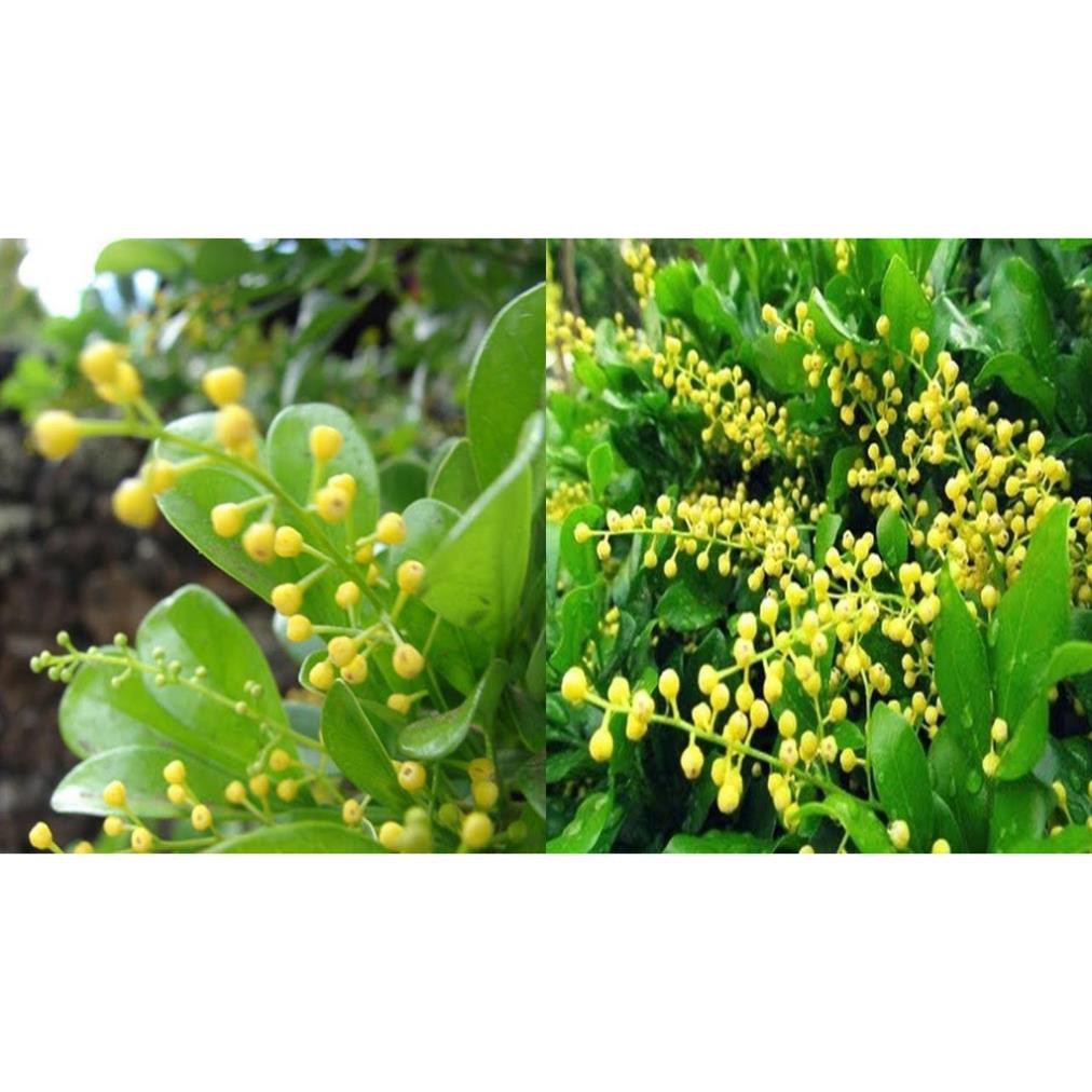 CÂY NGÂU HOA VÀNG TẠO HÌNH THÁP, CÂY CAO 70CM-1M