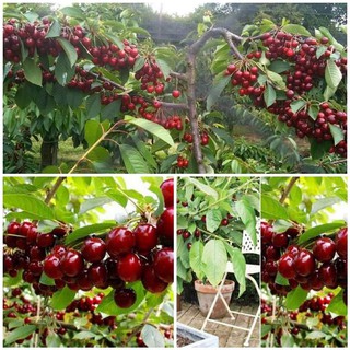 CÂY GIỐNG CHERY BRAZIL