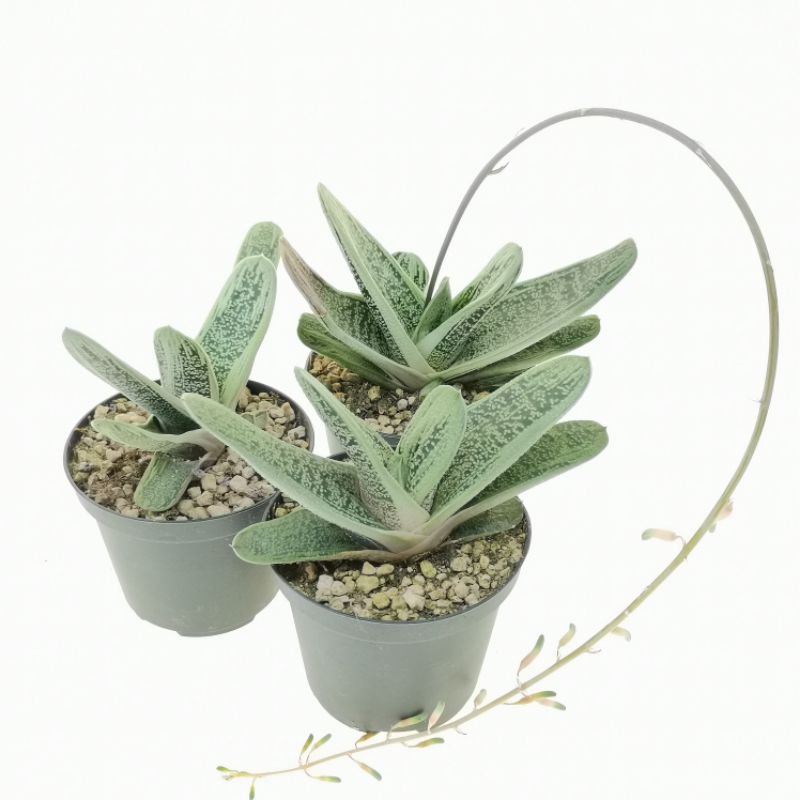 Sale 50%- Sen đá Gasteria var