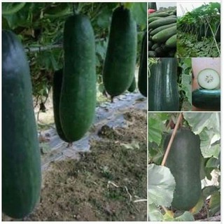 Hạt Giống Bí Đao Đen Khổng Lồ