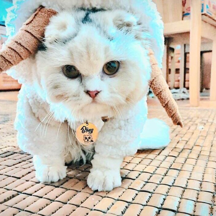 (Combo) Thẻ Tên Thú Cưng Đã Bao Gồm Vòng, Bảng Tên Chó Mèo giahuypetshop