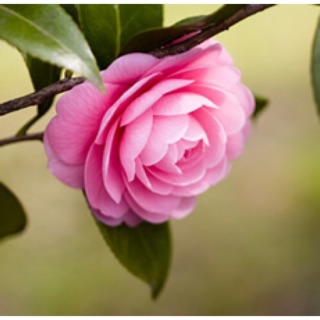 DẦU HOA TRÀ NHẬT - 10ml