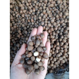 HẠT DẺ SỐNG (HẠT DẺ RỪNG) 1KG