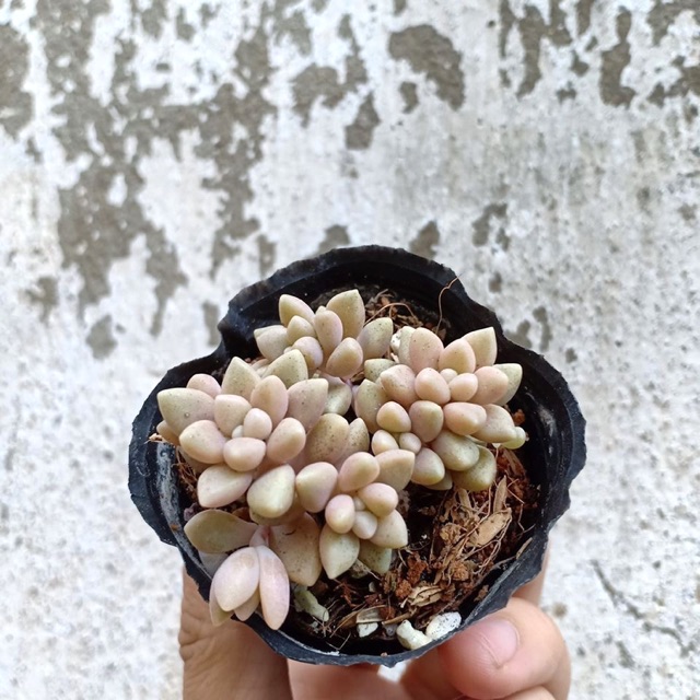 SEN ĐÁ KIM TUYẾN