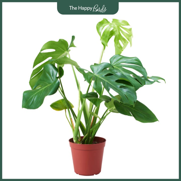 Trầu bà lá xẻ monstera deli Nam Mỹ thân cao 25-35 cm cây nội thất trồng trong nhà ship hỏa tốc Hà Nội - The Happy Birds