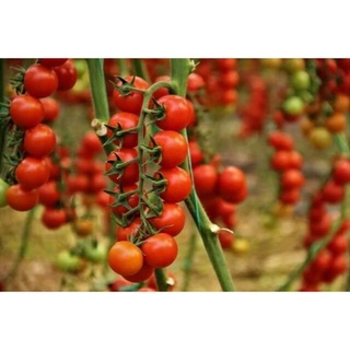 30 hạt giống cà chua chuỗi ngọc