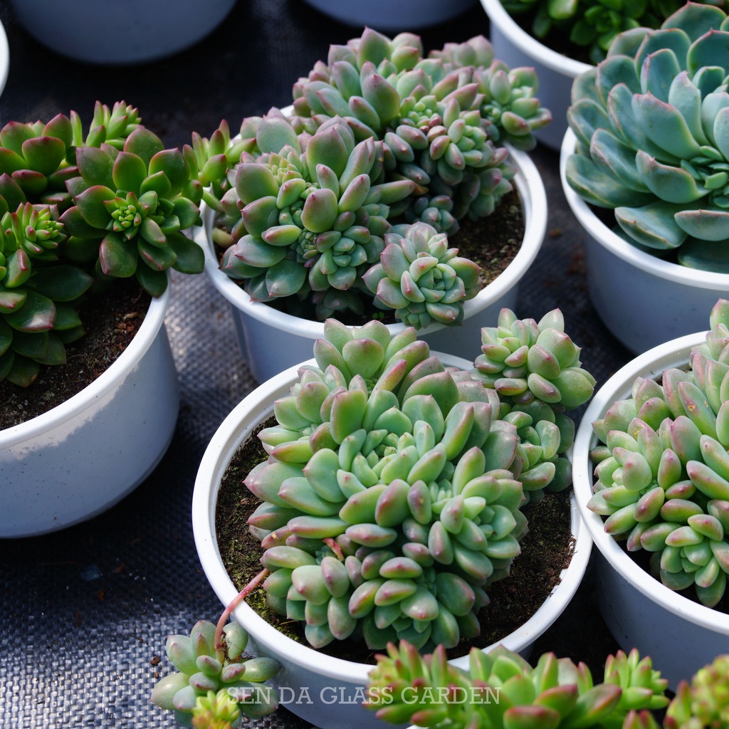 Sen Đá Dù Hồng Đà Lạt chậu lớn nhiều đầu 12cm GLASS GARDEN, Thuần Khí Hậu Đà lạt, Lỗi 1 đổi 1