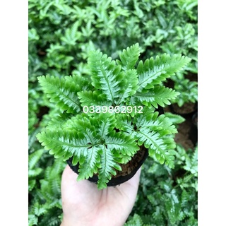 Dương xỉ bạch dương mini
