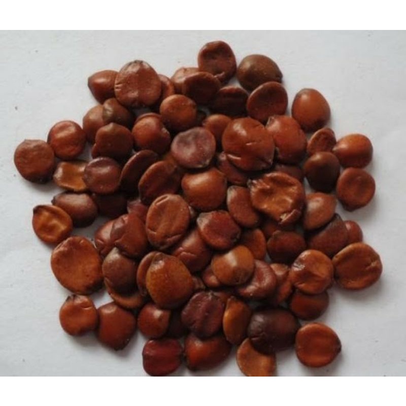 Toan Táo Nhân 500g - Hàng chuẩn chất lượng 1 đã sao vàng sạch vỏ