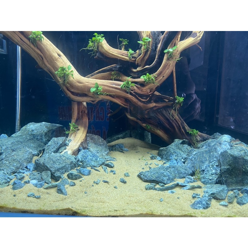 Đá nham xanh set bể thuy sinh, bán cạn 1kg