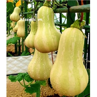 Gói 5 hạt giống bí bơ Nhật Bản dẻo ngọt như khoai lang mật - tỷ lệ nảy mầm 95%