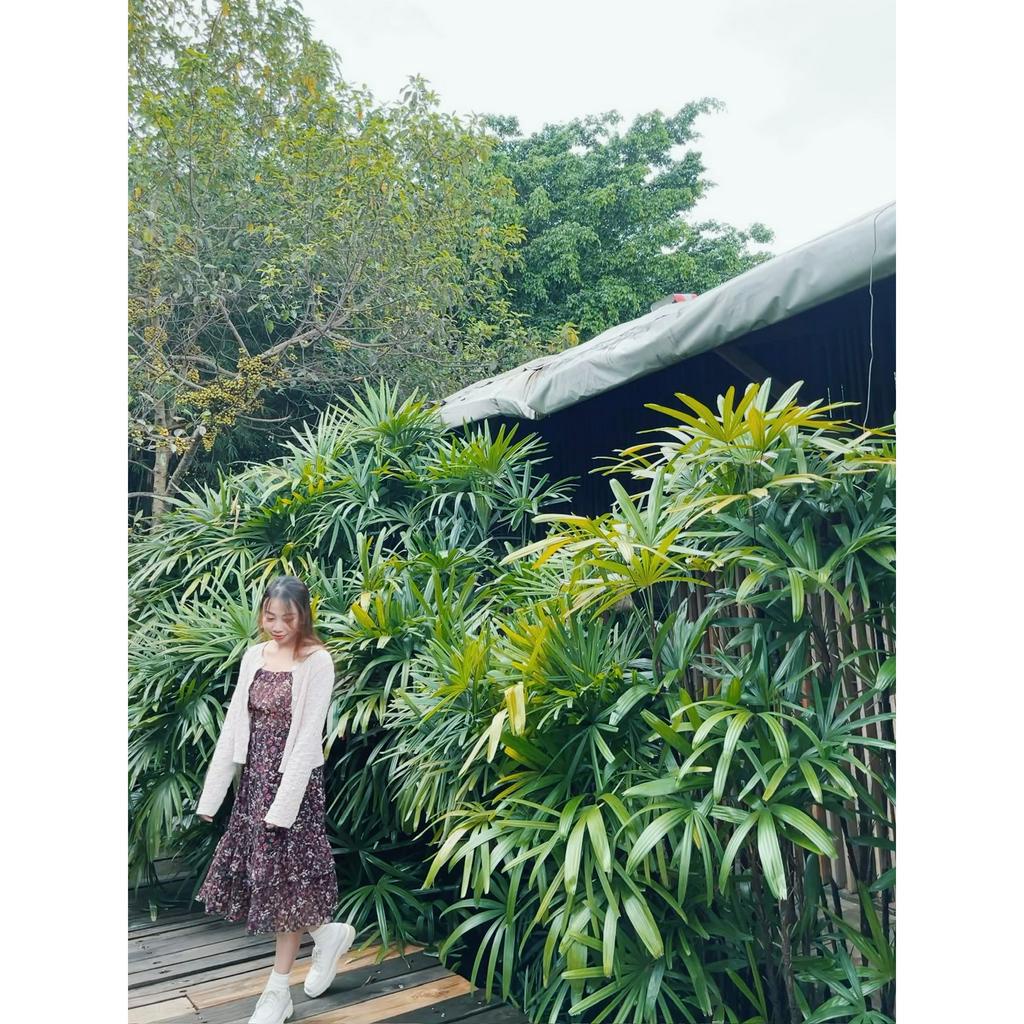 Pass Đầm Voan Hoa Tím của Bleubird