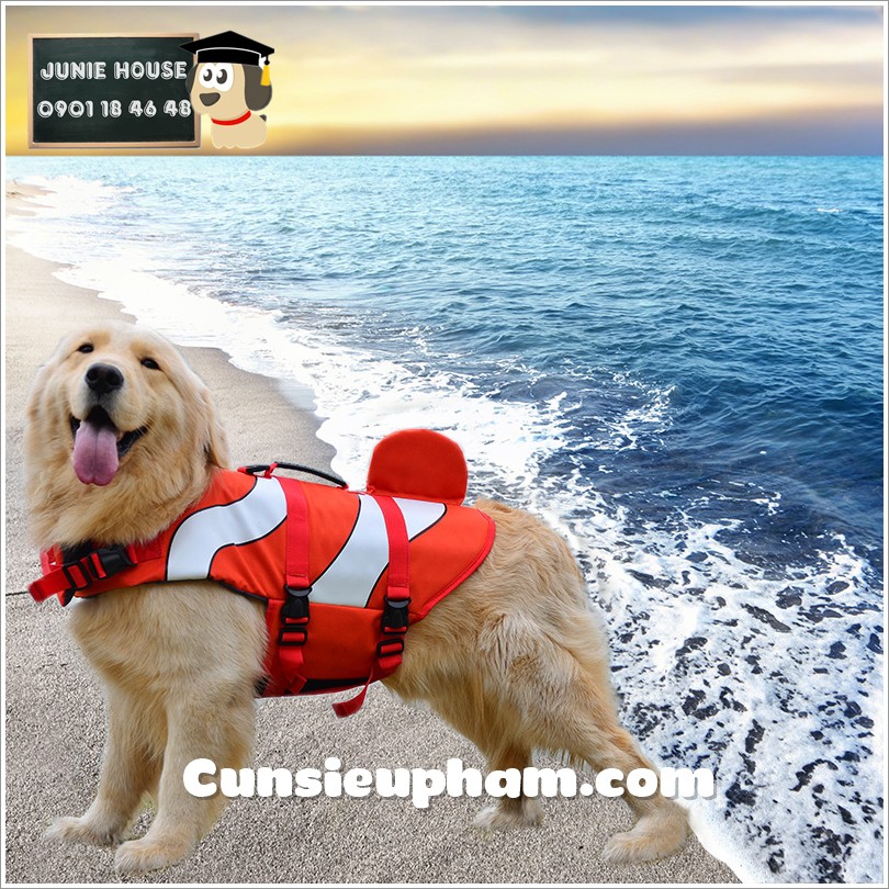 Áo phao đi biển dành cho chó lớn 20 - 30kg