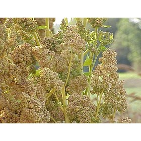 HẠT DIÊM MẠCH - Absolute Organic ( Quinoa trắng )