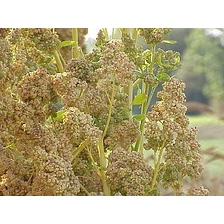HẠT DIÊM MẠCH - Absolute Organic ( Quinoa trắng )