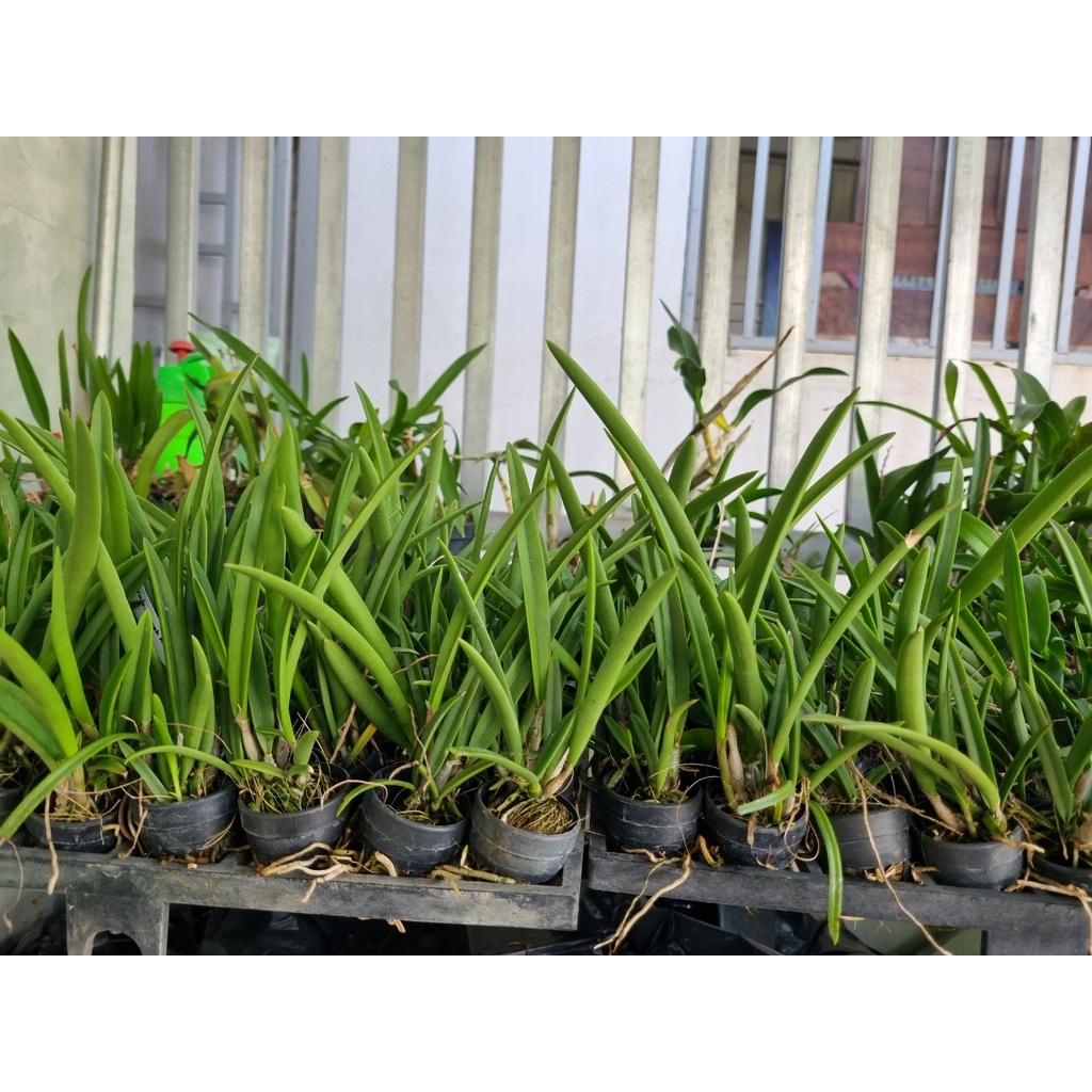 Hoa lan đuôi công cây giống