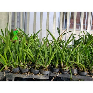 HOA LAN BRASS ĐUÔI CÔNG CÂY GIỐNG