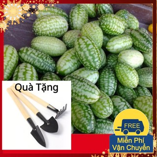 Hạt Giống Dưa Hấu Mini Tặng Bộ Dụng Cụ Mini Trồng Cây Tặng Bộ Dụng Cụ Mini Trồng Cây