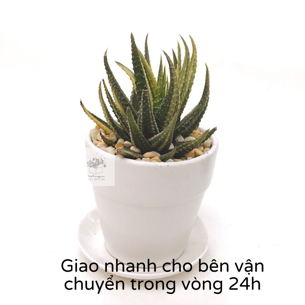 Đĩa lót chậu, Chậu cây mini, trồng cây xương rồng, sen đá - Nhiều màu