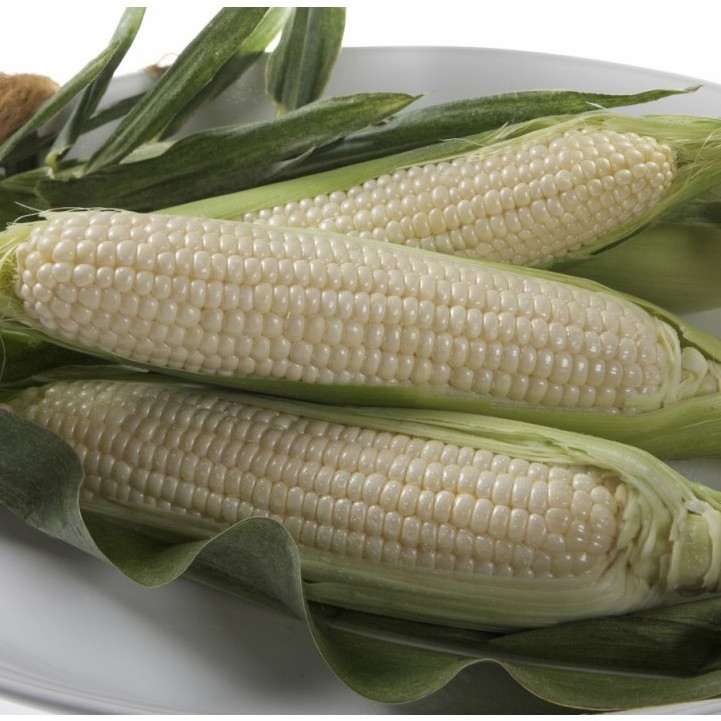 Hạt giống ngô nếp trắng - 20 gram