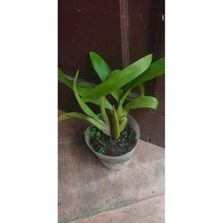 vũ nữ 5 loại khác nhau