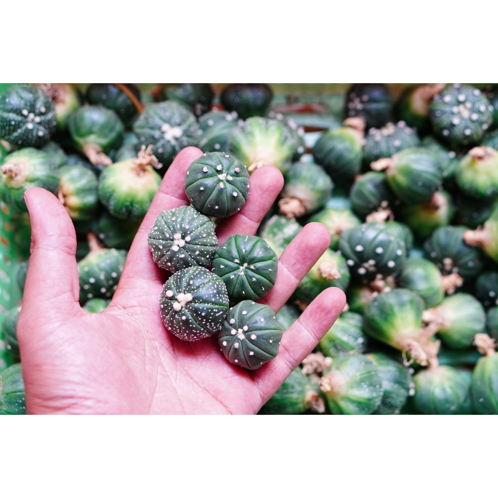 Xương rồng aster size 3-5cm