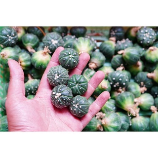 Xương rồng aster size 3-5cm