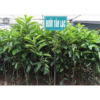 Giống Cây bưởi đỏ tân lạc