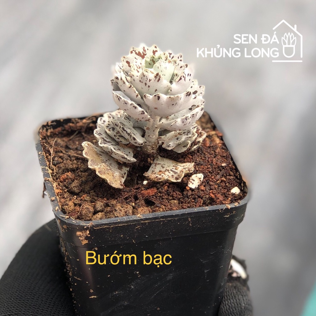 sen đá Bướm Bạc - kalanchoe rhombopilosa