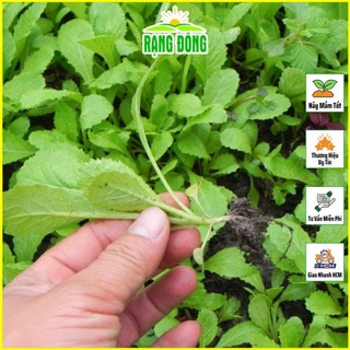 Hạt giống cải xanh ăn non nảy mầm 90%, nhanh thu hoạch, trồng quanh năm