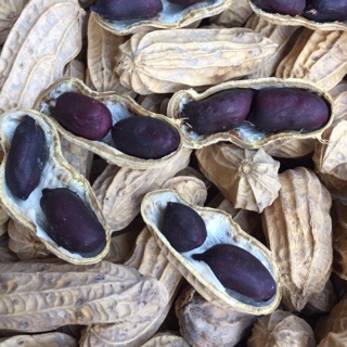 10 Hạt giống lạc đen