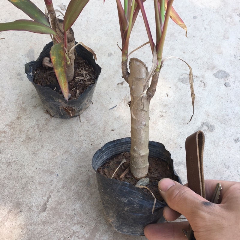 Cây Huyết Dụ Lá Đỏ Thích Hợp Làm Cây Nội Thất,Trang Trí Sân Vườn