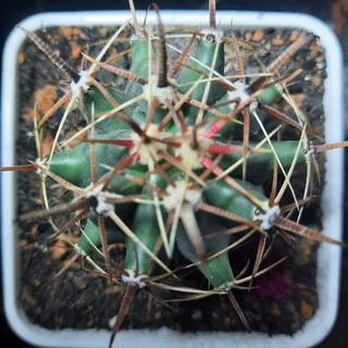 Xương rồng Nanh heo - Ferocactus cornigerus ( 3.1cm - 5.5cm )_( Vườn Xương rồng EXOTICACTUS )