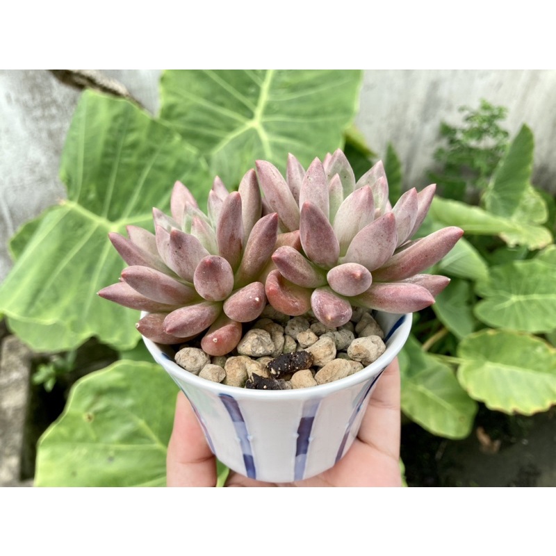 Chén Nhật trồng sen đá xương rồng