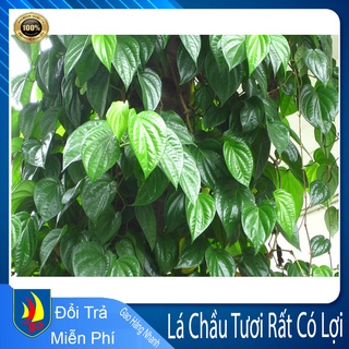 200g lá trầu không tươi _hcm trầu quế vườn