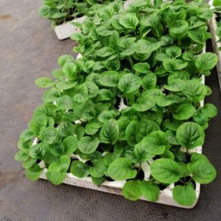 Cây đồng tiền cao
