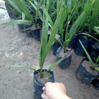 CÂY GIỐNG CHÀ LÀ THÁI