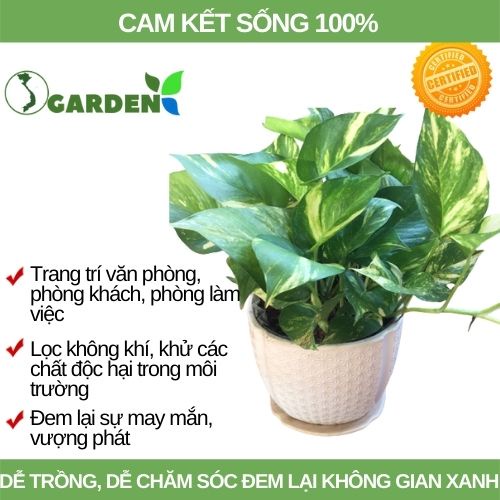 Cây trầu bà, vạn niên thanh trang trí phòng làm việc, phòng khách