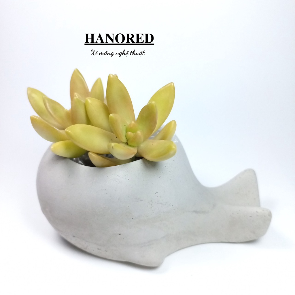 Chậu xi măng mini hình cá mập siêu xinh HANORED trồng sen đá, xương rồng, tô tượng kích thước 12×7×5.5(cm)