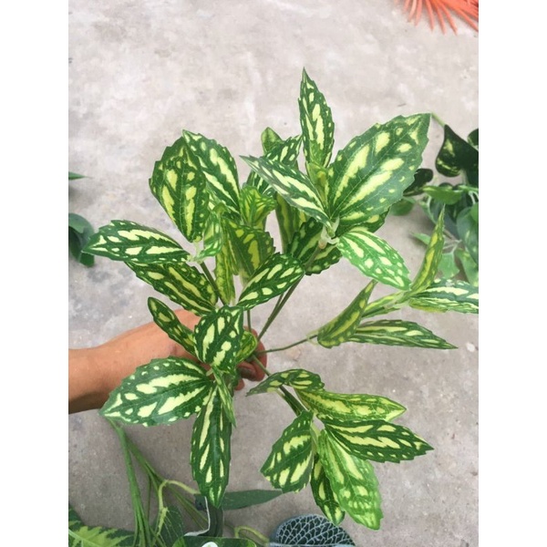 Cụm Lá Điểm Trang