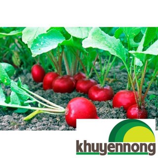 Gói 200 Hạt giống củ cải đỏ mini