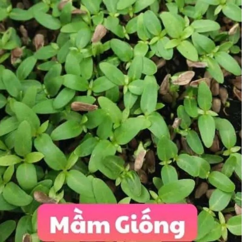 100 hạt nhàu giống
