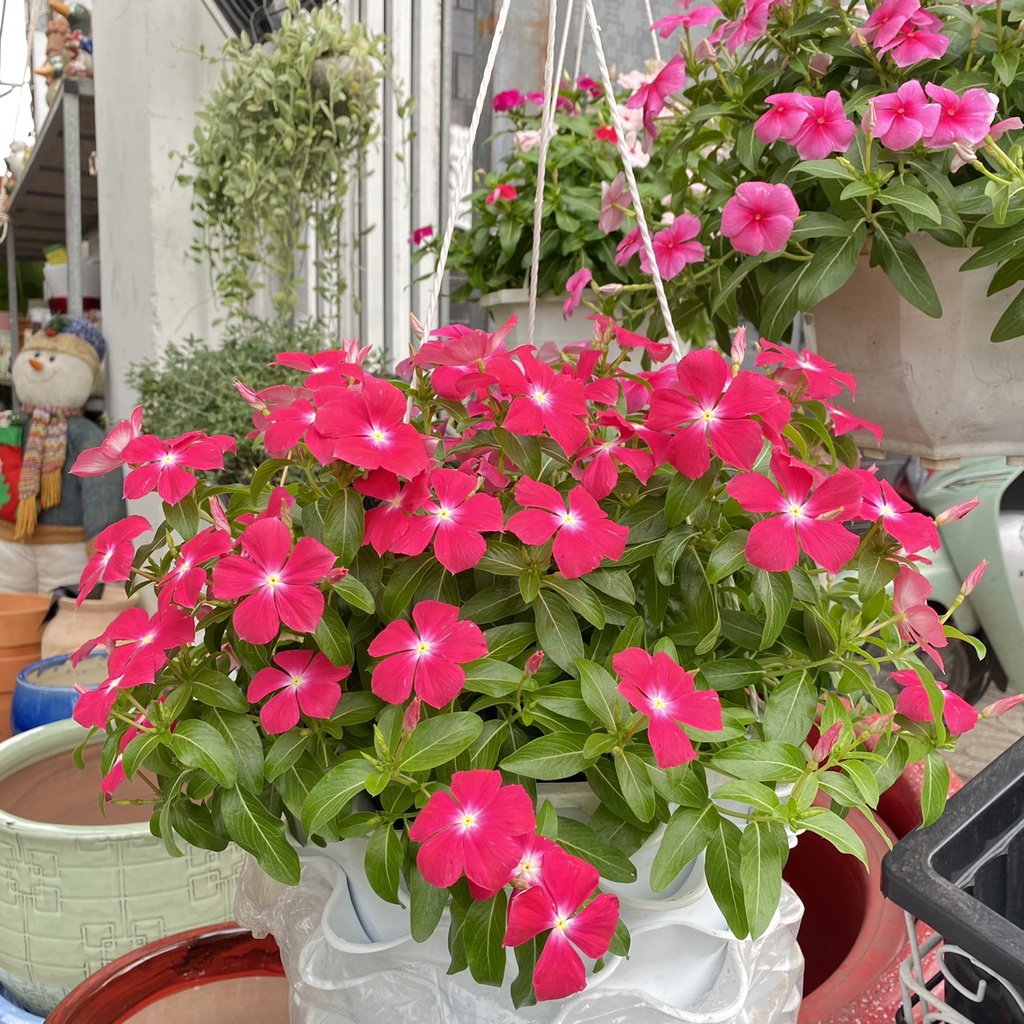 Hoa Dừa cạn chậu treo sai hoa đủ màu thân rủ 35-40cm